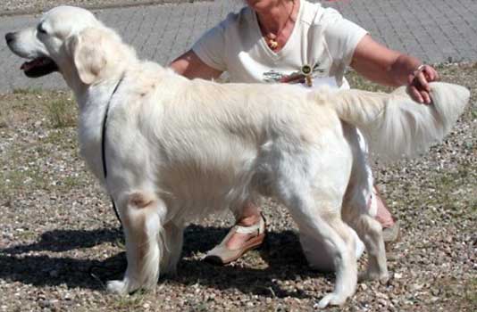 Hund
