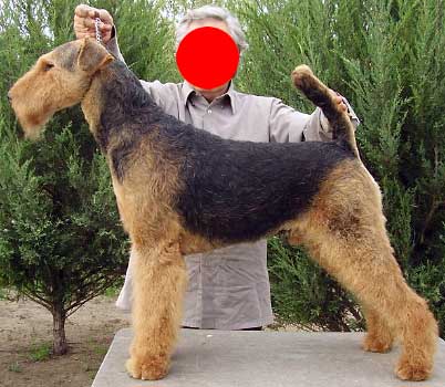 Hund