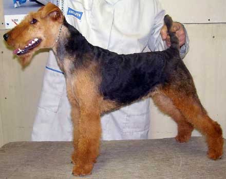 Hund