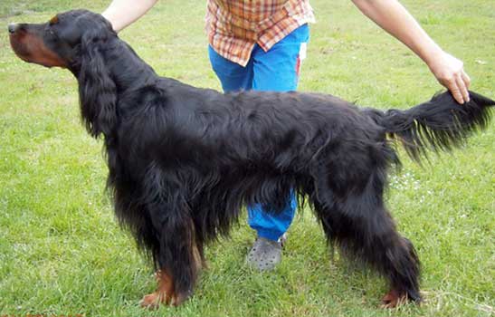 Hund