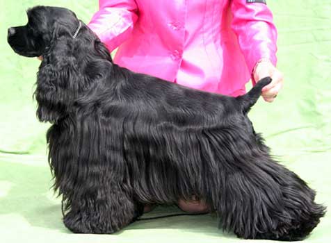 Hund
