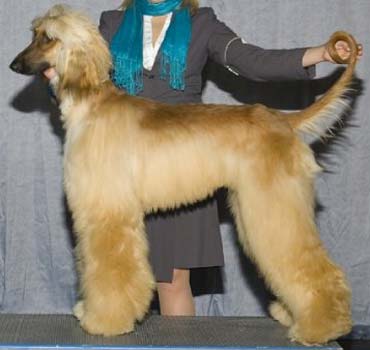 Hund